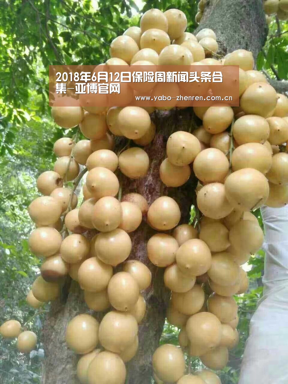 2018年6月12日保险周新闻头条合集-亚博官网